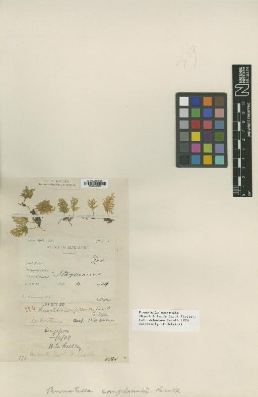 Pinnatella mucronata (Bosch & Sande Lac.) M.Fleisch. - BM001108275