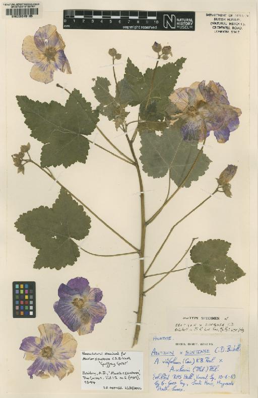 Corynabutilon × suntense (C.D.Brickell) Fryxell - BM000645165