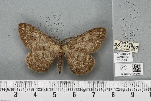 Hypomecis punctinalis (Scopoli, 1763) - BMNHE_1913058_479996