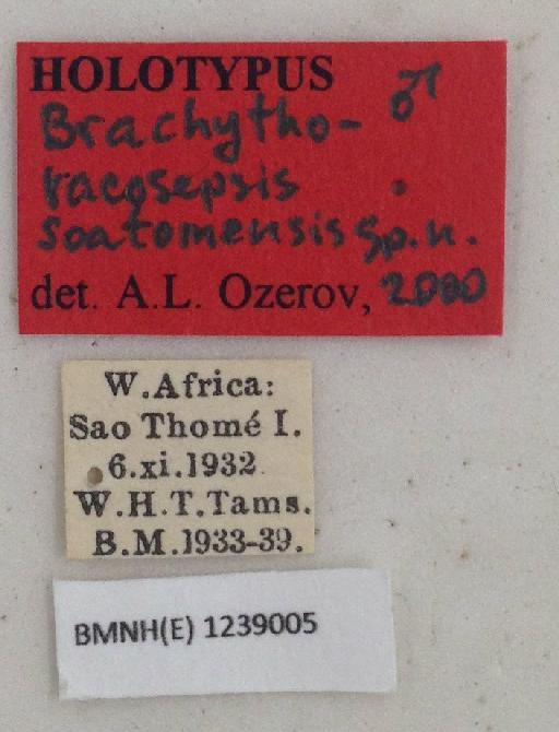 Brachythoracosepsis saothomensis Ozerov & Ozerov, 2000 - Brachythoracosepsis_saothomensis-BMNHE1239005-holotype_male-labels