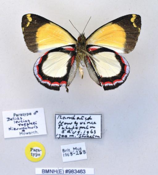 Delias leucias roepkei Nieuwenhuis & Howarth, 1970 - BMNH(E)983463_Delias leucias roepkei = niewenhuisi_ Mast