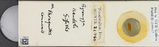 Agromyza hendeli Griffiths, 1963 - BMNHE_1504117_59239