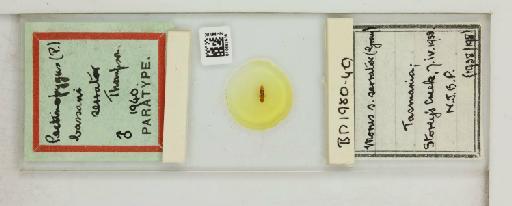 Pectinopygus bassani serrator Thompson, G.B., 1940 - 010683635_816440_1432188