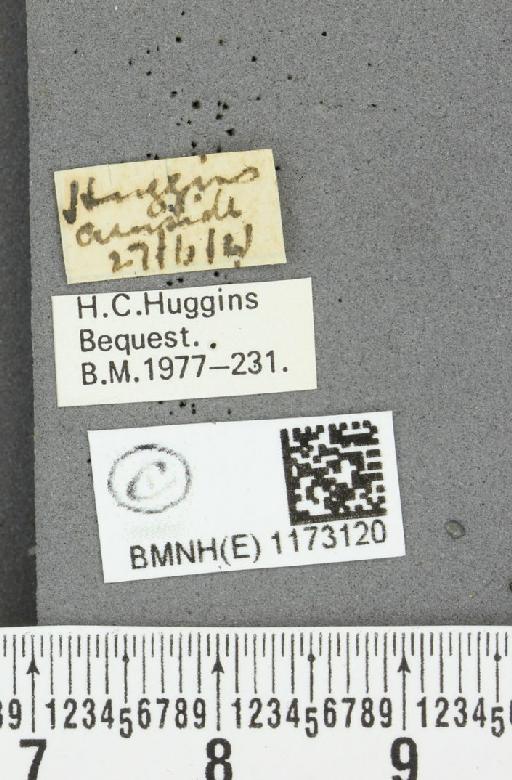 Erebia epiphron mnemon (Haworth, 1812) - BMNHE_1173120_label_28717