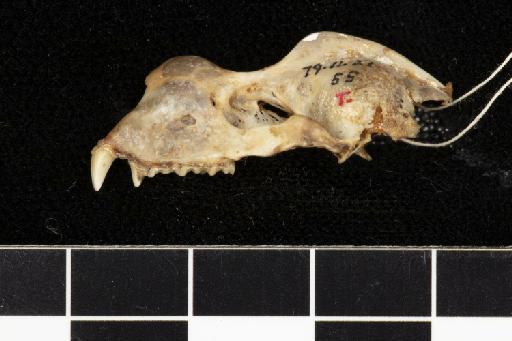 Rhinolophus perniger Hodgson, 1843 - 1879_11_21_55-Rhinolophus_perniger-Holotype-Skull-lateral