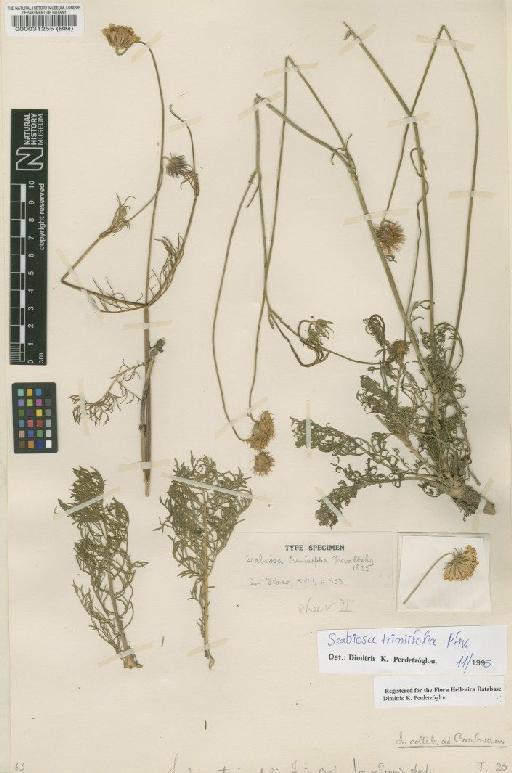 Scabiosa triniaefolia Friv. - BM000031255