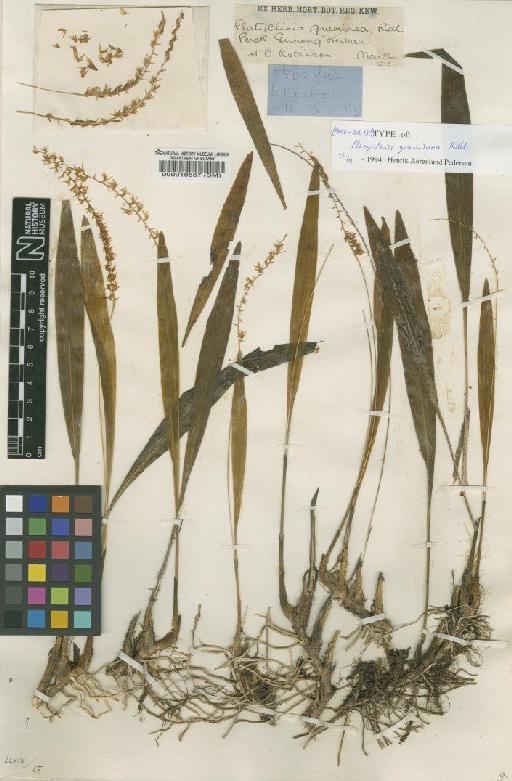 Dendrochilum graminea Ridl. - BM000018557