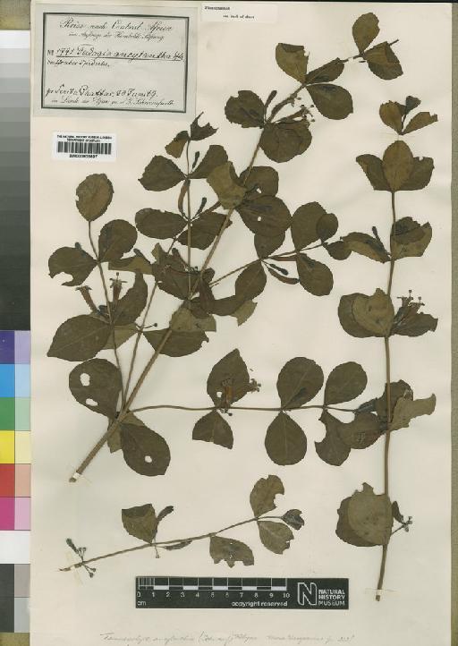 Temnocalyx ancylanthus (Hiern) Robyns - BM000903497