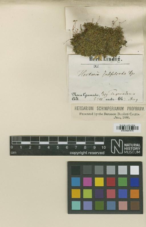 Hookeriopsis subfalcata (Hampe) A.Jaeger - BM000961976_a