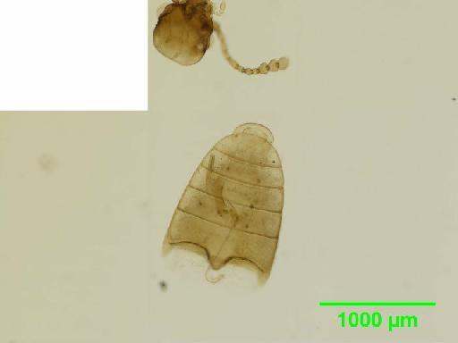 Eumolpinae Hope, 1840 - 010131376__2016_04_14_s2