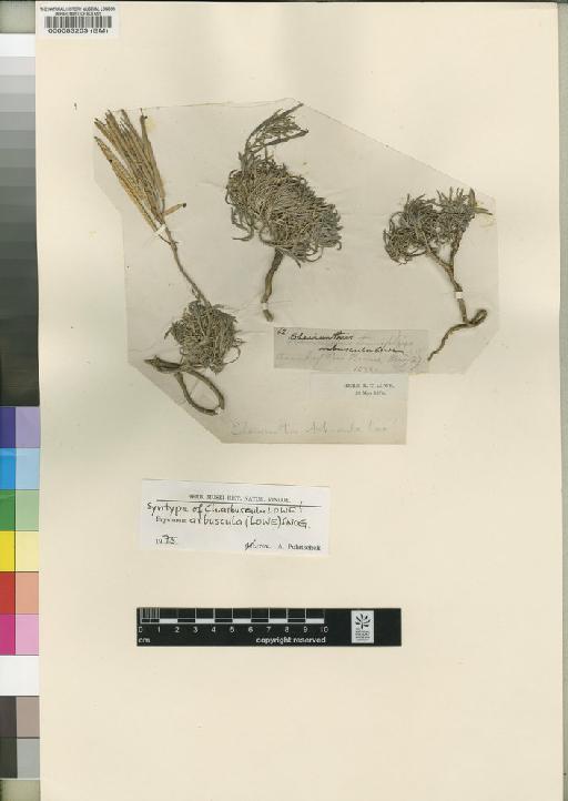 Erysimum arbuscula (Lowe) Snog - BM000083203