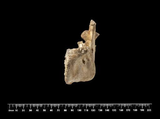 Mylodon darwinii Owen, 1840 - NHMUK PV M 8722d (5)