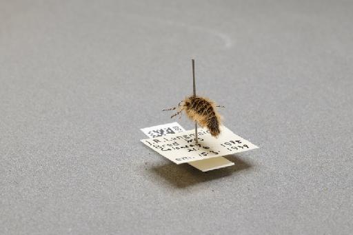 Lycia zonaria zonaria (Denis & Schiffermüller, 1775) - 016117188_additional_2