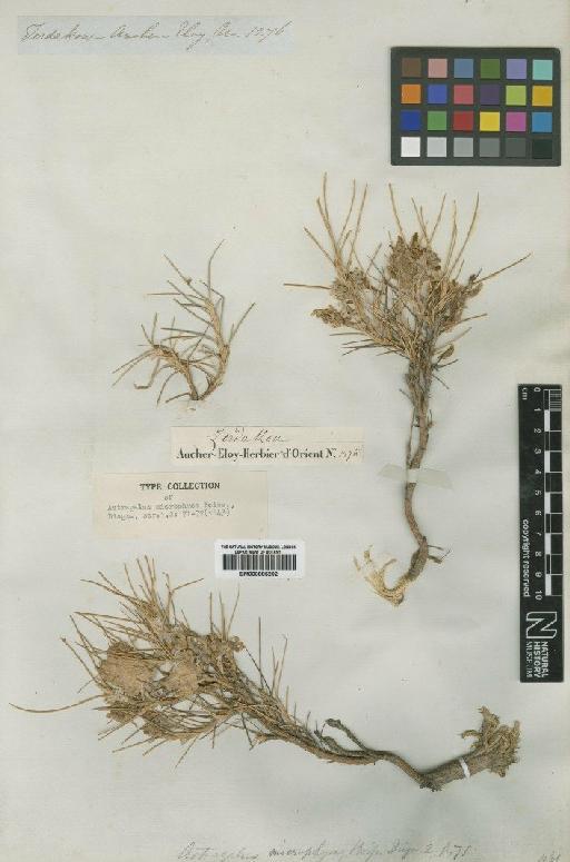 Astragalus microphysa Boiss. - BM000885202