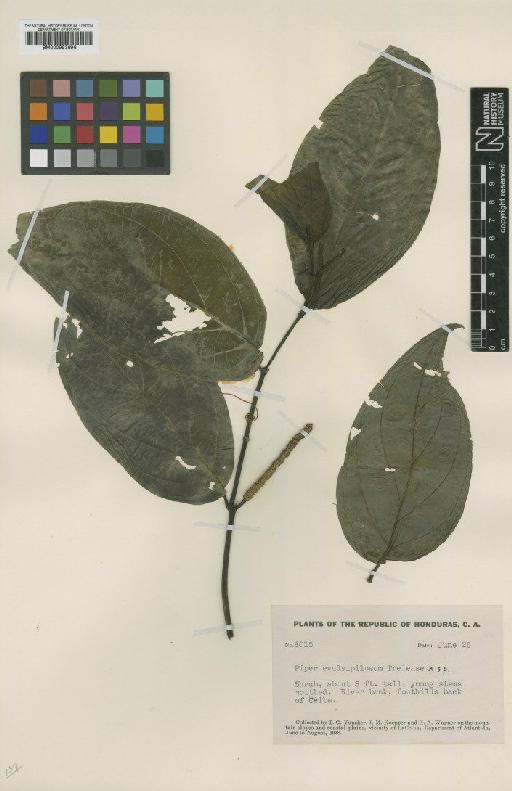 Piper jacquemontianum Kunth - BM000993696