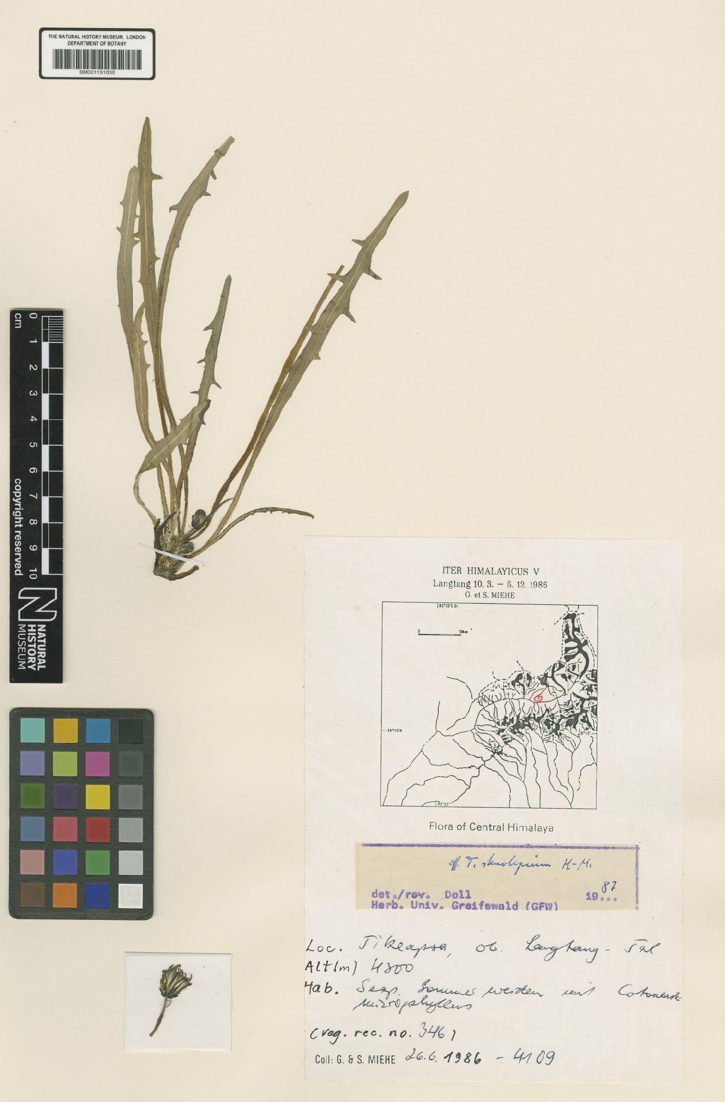 To NHMUK collection (Taraxacum stenolepium Hand.-Mazz.; NHMUK:ecatalogue:6544570)