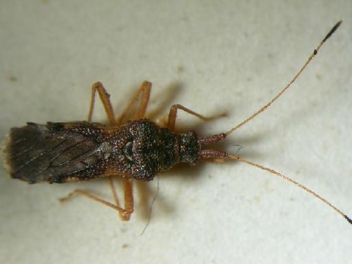 Malcus tuberculatus Stys - Hemiptera: Malcus Tub