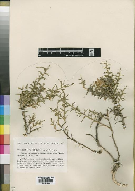 Genista carpetana subsp. nociva (Pau & FontQuer) Laínz & Vicioso - BM000843208