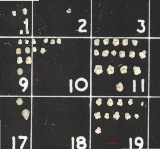 Sphaeroidinella seminulina - PF71393