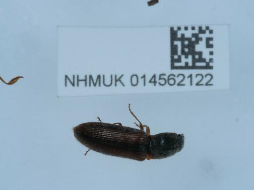 Athous (Athous) vittatus (Fabricius, 1792) - 014562122_2