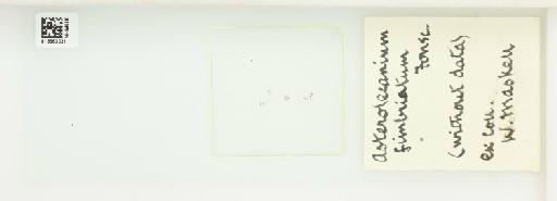 Planchonia fimbriatum da Fonseca, 1834 - 013563321_117508_1101285_0_NonType