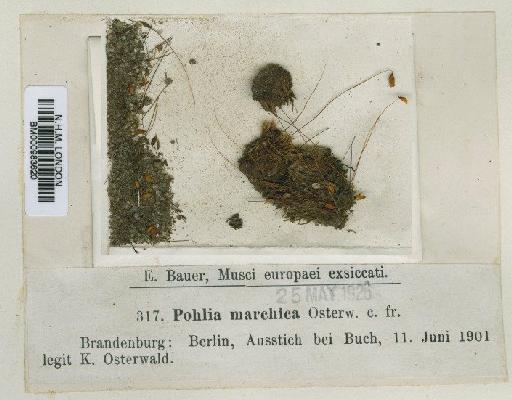 Pohlia marchica Osterwald - BM000983620