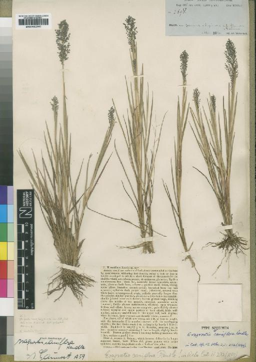 Eragrostis caniflora Rendle - BM000922980