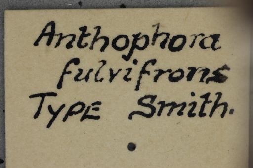 Anthophora fulvifrons Smith, F., 1854 - Melitoma_fulvifrons-NHMUK010264969-syntype-female-label2