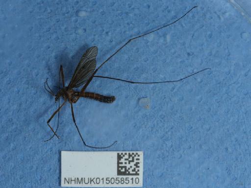 Nigrotipula nigra (Linnaeus, 1758) - 015058510_2
