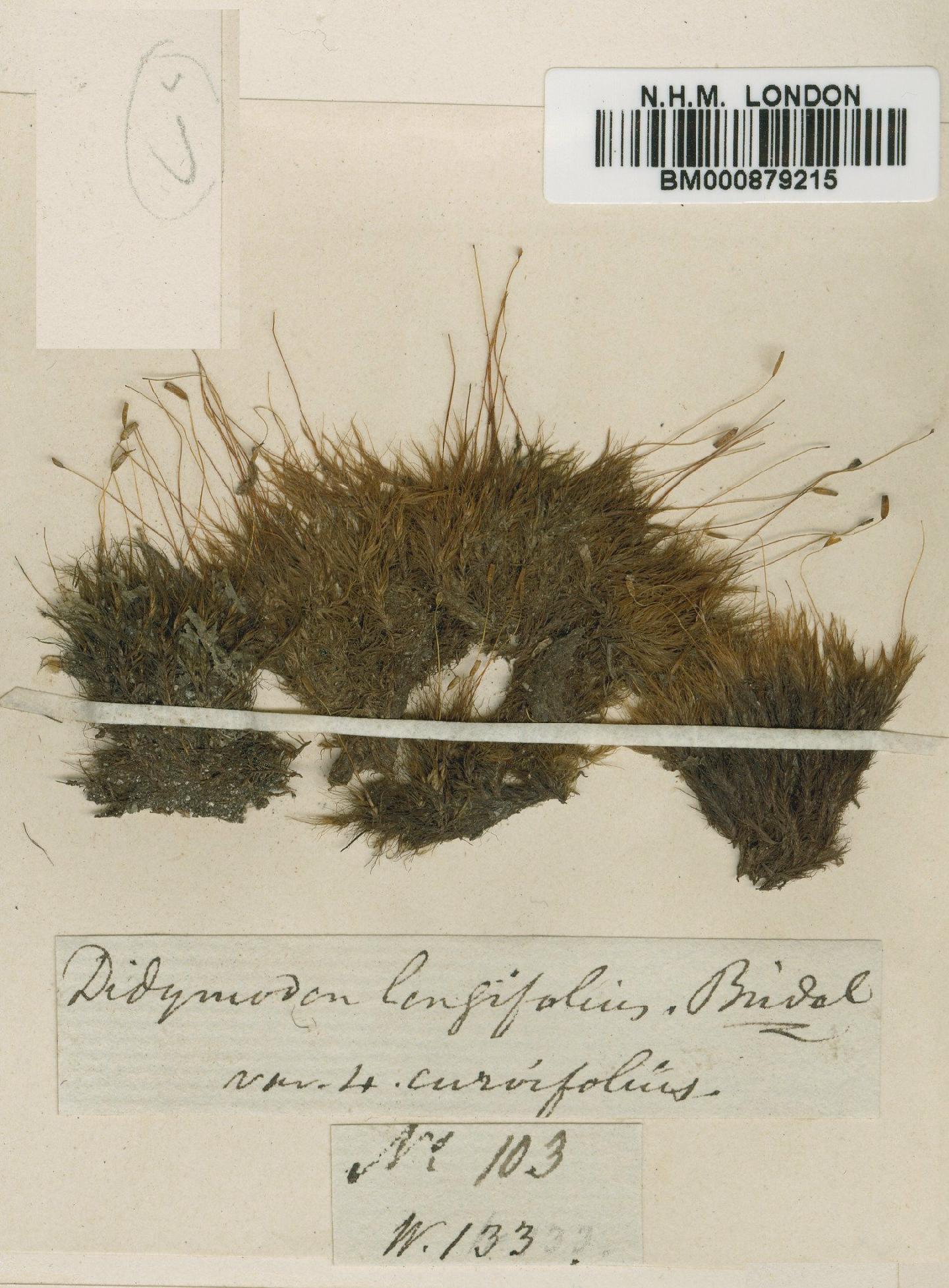 To NHMUK collection (Kiaeria pumila (Mitt.) Ochyra; Isotype; NHMUK:ecatalogue:4530735)