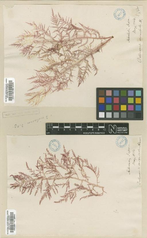 Delesseria serrulata Harv. - BM000569788