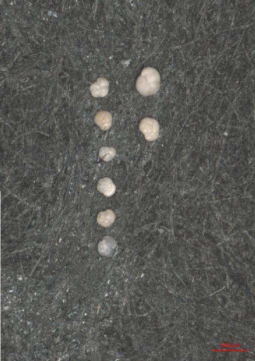 Globorotalia scitula (Brady) - ZF5943