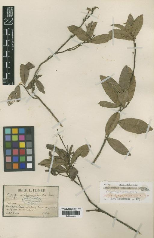 Lepisanthes senegalensis (Poir.) Leenh - BM000838003