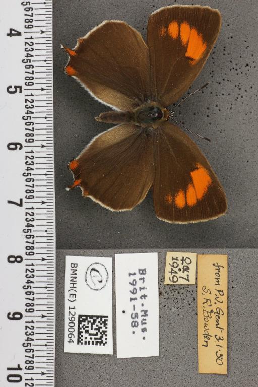 Thecla betulae (Linnaeus, 1758) - BMNHE_1290064_128428