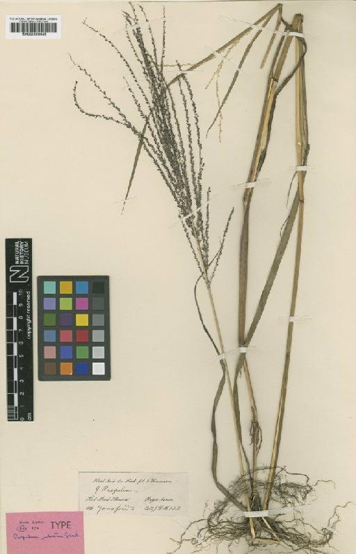 Digitaria jubata (Griseb.) Henrard - BM000959635