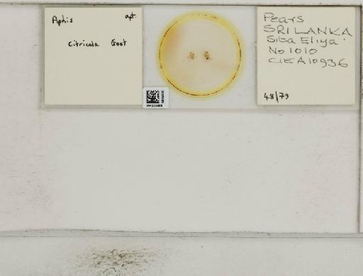 Aphis (Medoralis) spiraecola Patch, 1914 - 014225958_112526_1093088_157852_NoStatus