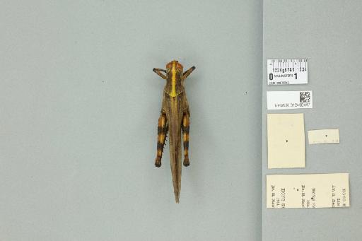 Valanga nigricornis nigricornis (Burmeister, 1838) - 012498447_reverse_1