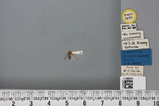 Bactrocera (Bactrocera) kraussi (Hardy, 1951) - BMNHE_1436052_29747