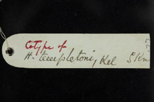 Hipposideros templetonii Kelaart, 1850 - 1852_1_24_4-Hipposideros_templetonii-Syntype-Skull-label_reverse