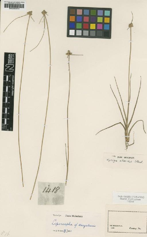 Lipocarpha chinensis (Osbeck) J.Kern - BM000959106