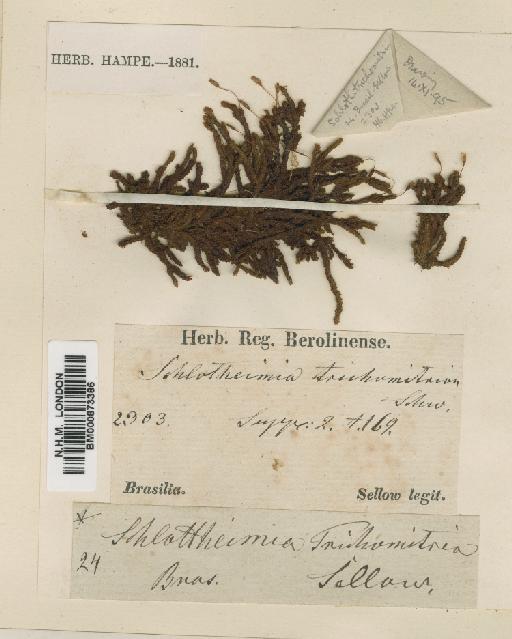 Schlotheimia trichomitria Schwägr. - BM000873386