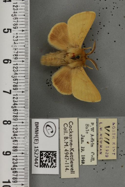 Malacosoma castrensis ab. pallida Tutt, 1900 - BMNHE_1527447_199080