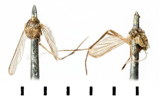 Culex (Melanoconion) theobaldi (Lutz, 1904) - NHMUK010630136 & NHMUK010630137 whole body dorsal