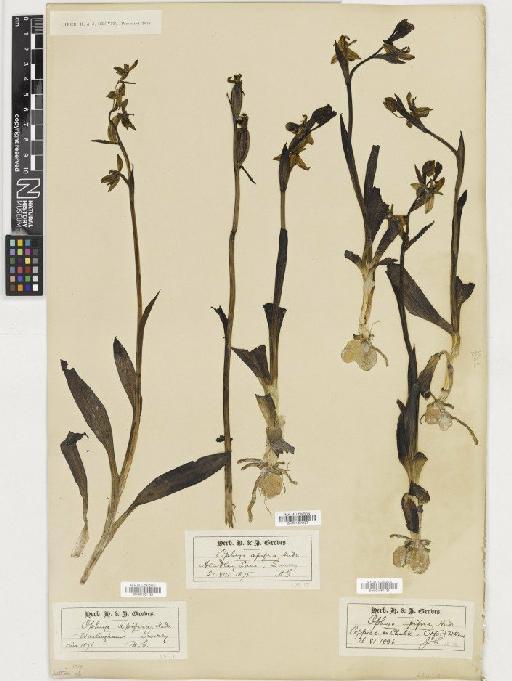 Ophrys apifera Huds. - BM001081126