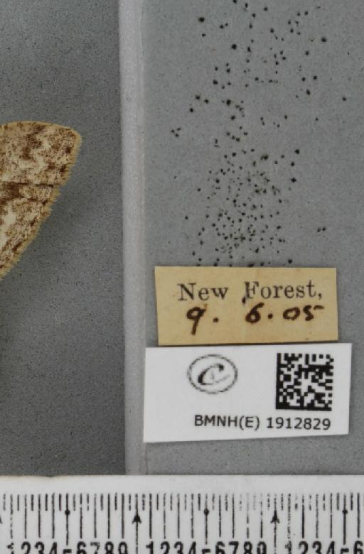 Hypomecis punctinalis (Scopoli, 1763) - BMNHE_1912829_label_479755