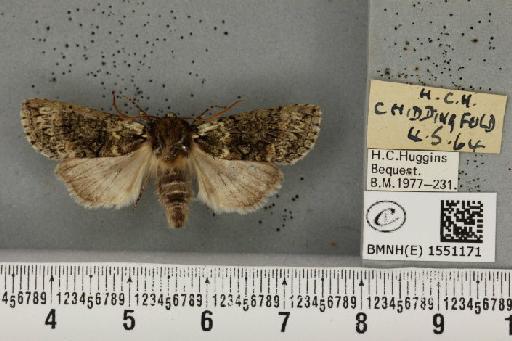 Polyploca ridens (Fabricius, 1787) - BMNHE_1551171_238492