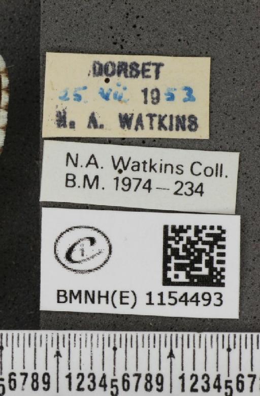 Lysandra coridon ab. cuneata Tutt, 1910 - BMNHE_1154493_label_105830