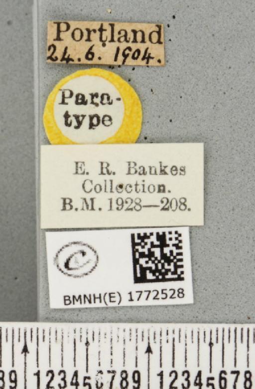 Colostygia olivata ab. pallescens Cockayne, 1950 - BMNHE_1772528_label_353979