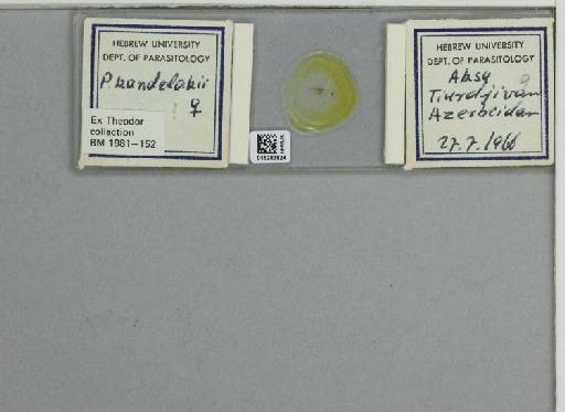 Phlebotomus (Larroussius) kandelakii kandelakii Shchurenkova - 015283824_811457_1329594_157774_NoStatus