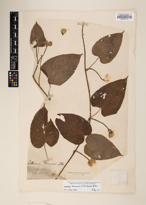 Ipomoea thomsonii (C.B.Clarke) J.R.I.Wood & Scotland - 000927929